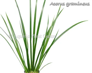 Acorus gramineus