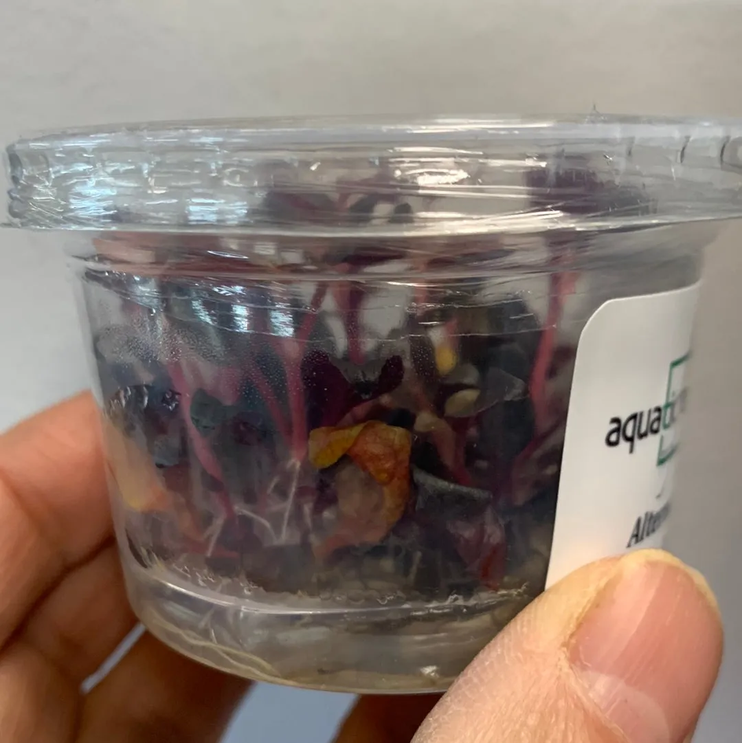 Alternanthera reickeckii var Lilacina TC