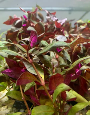 Alternanthera reickeckii var Lilacina