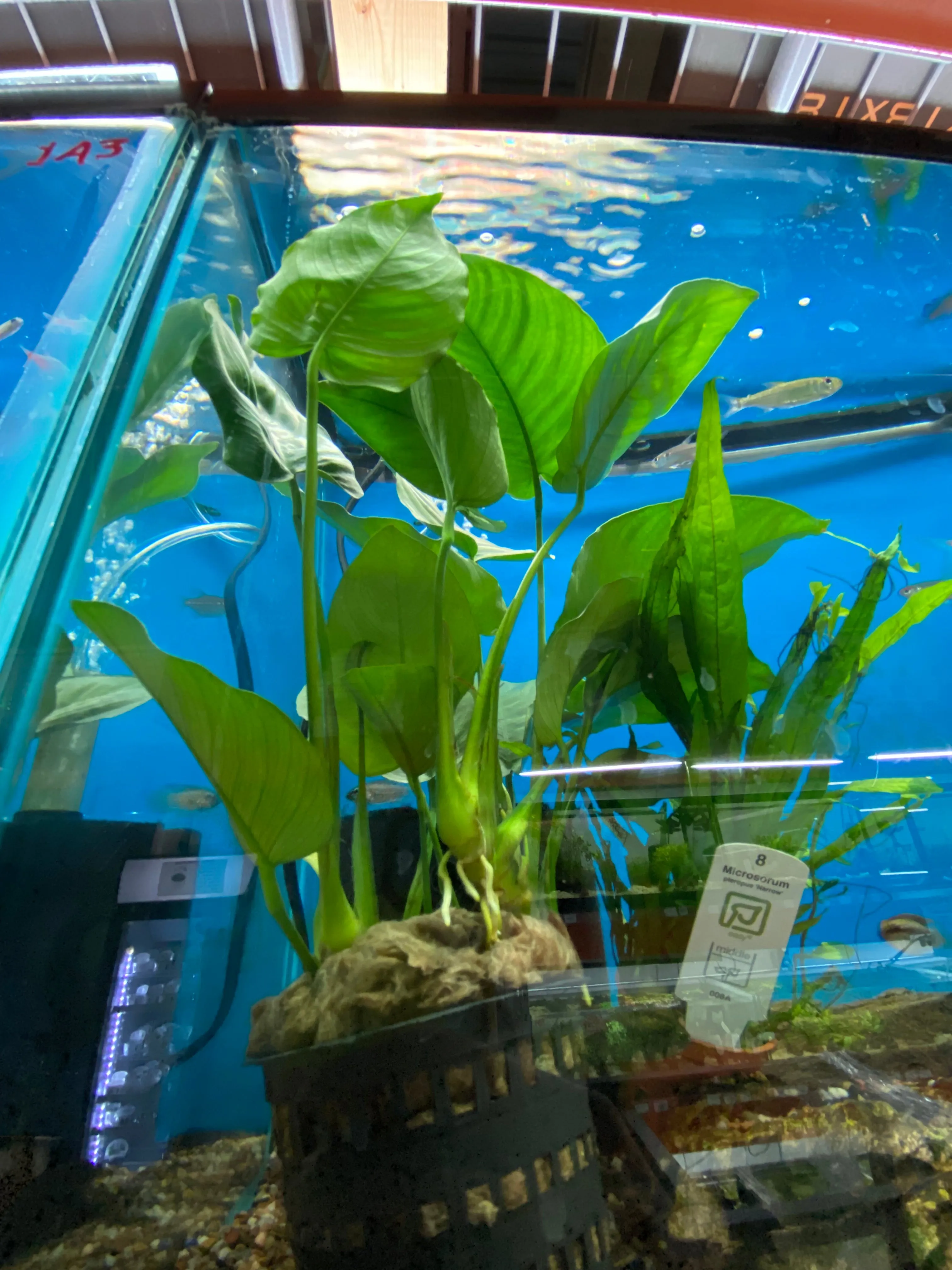 Anubias barteri 'Broad Leaf'