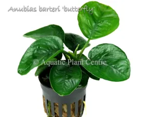 Anubias barteri Butterfly