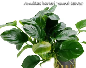 Anubias barteri v 'Round'
