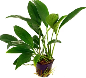 Anubias barteri var. Glabra