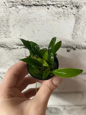 Anubias 'Chilli Jalapeno'