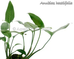 Anubias hastifolia (Potted)
