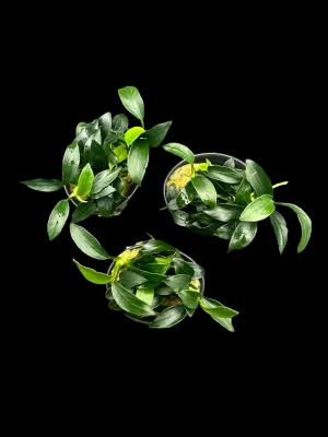Anubias 'Jungle Star'