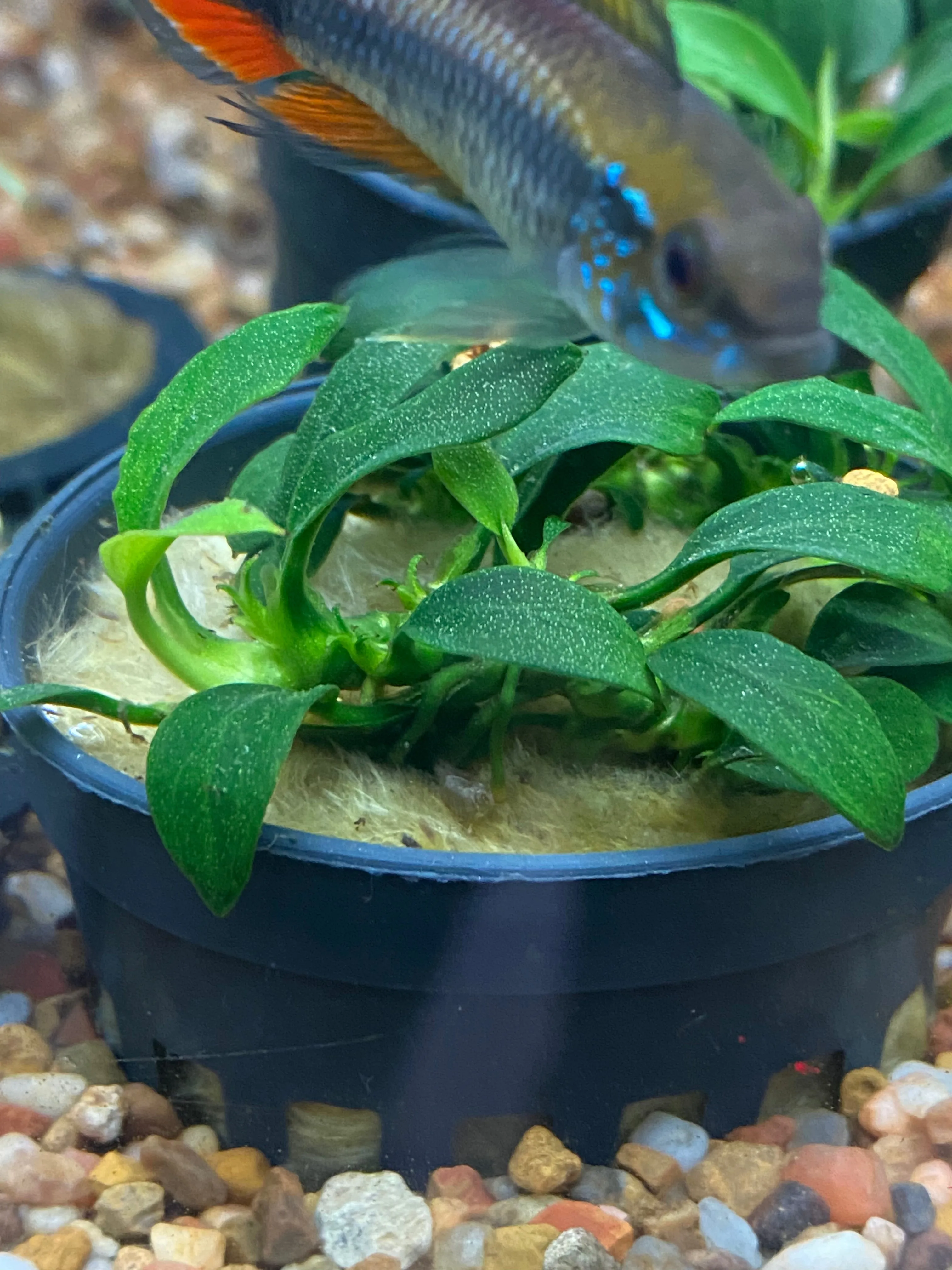 Anubias 'Jungle Star'