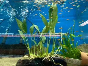 Anubias lanceolata on Driftwood