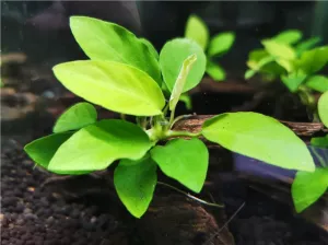 Anubias nana Golden