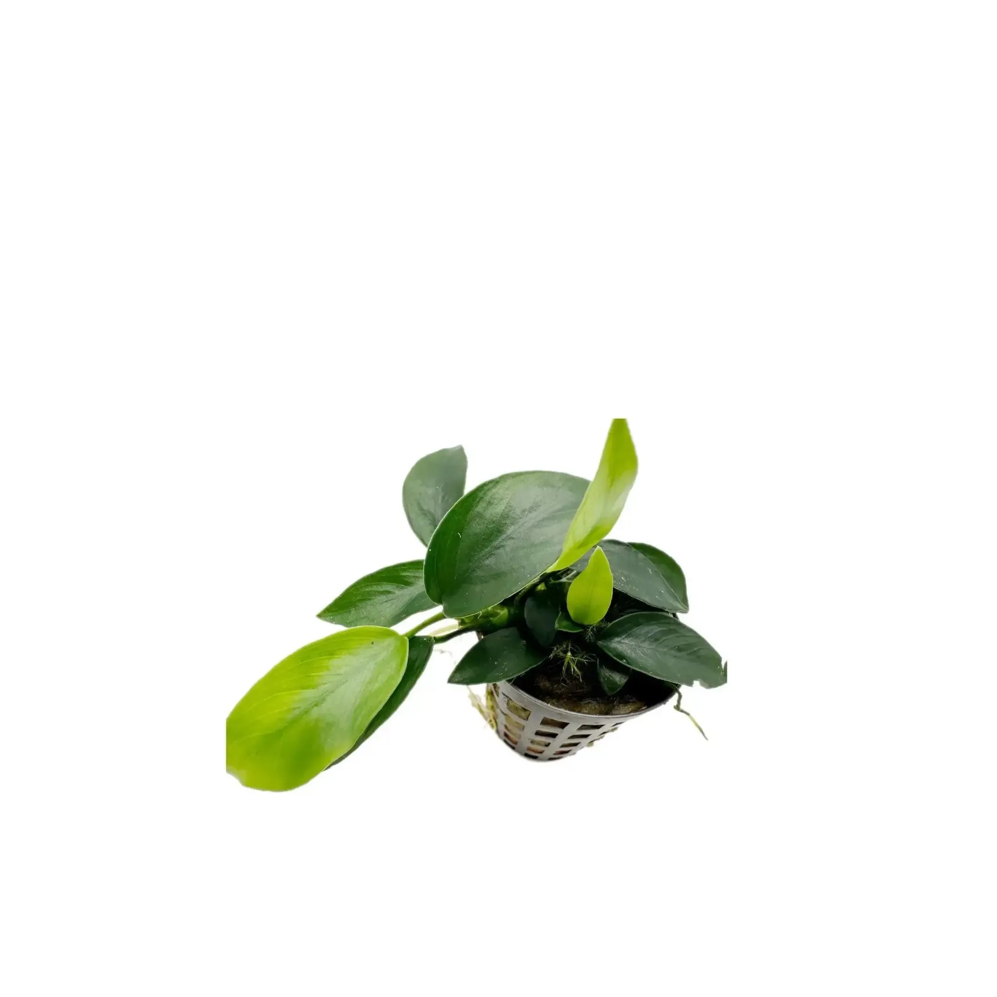 Anubias nana mini