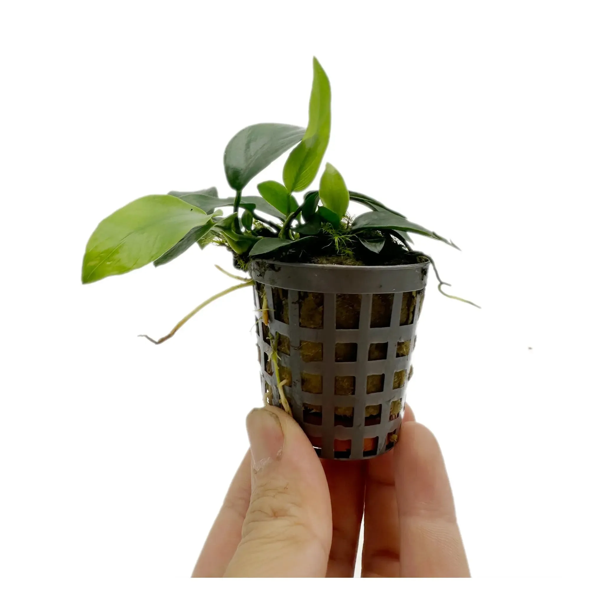 Anubias nana mini