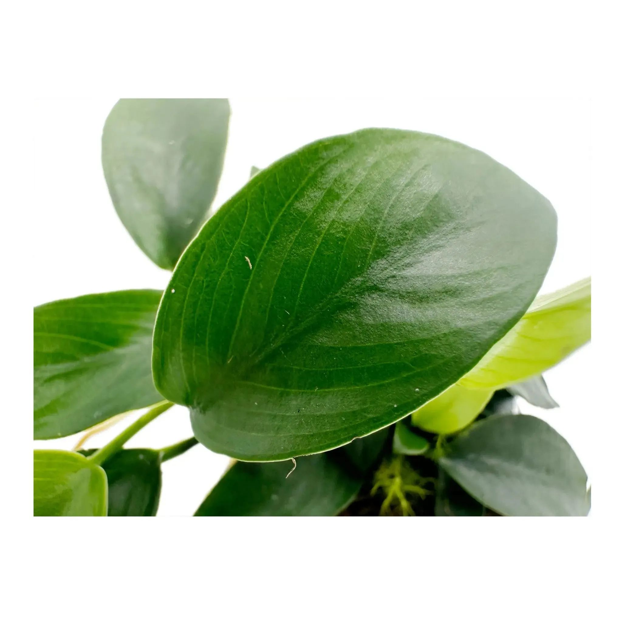 Anubias nana mini