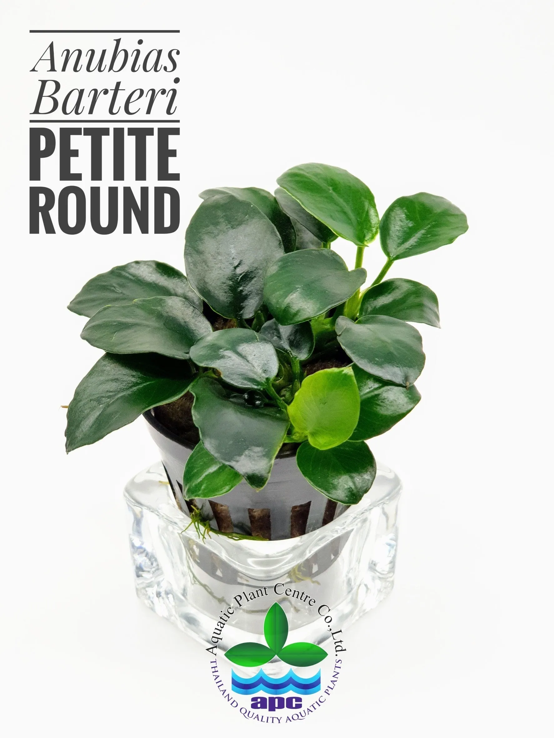 Anubias nana Petite Round