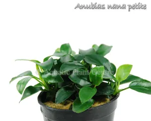 Anubias nana Petite