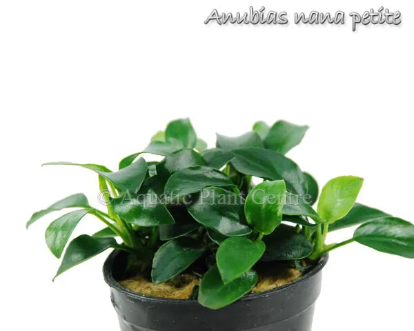 Anubias nana Petite