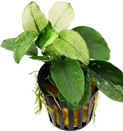 Anubias nana Pinto
