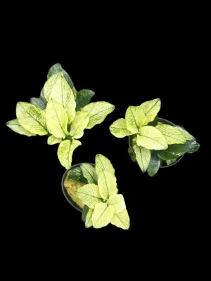 Anubias nana Pinto