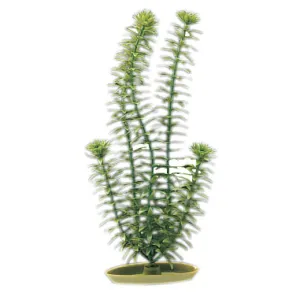 Aquascaper Anacharis 5 inch