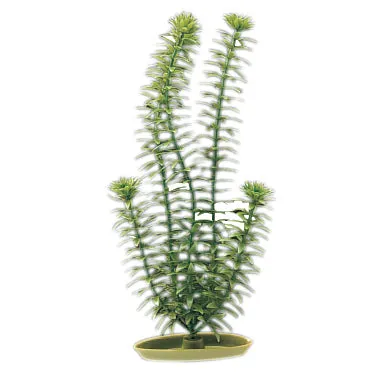 Aquascaper Anacharis 5 inch