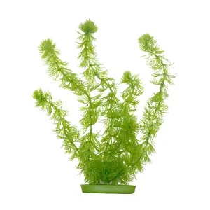 Aquascaper Hornwort Large, 12 inch
