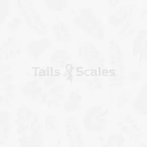 Bolbitis on Rock/Wood
