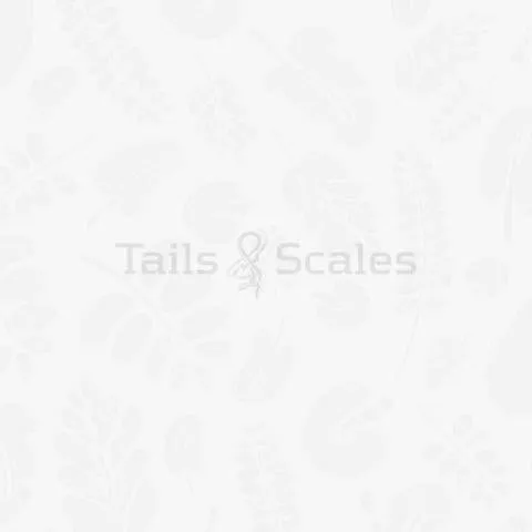 Bolbitis on Rock/Wood