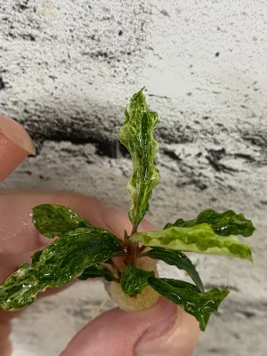 Bucephalandra 'APC Marble'