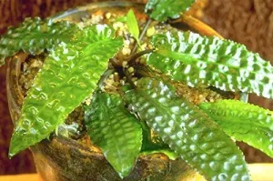 Cryptocoryne cf huduroi (tissue culture)