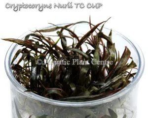 Cryptocoryne nurii TC Cup