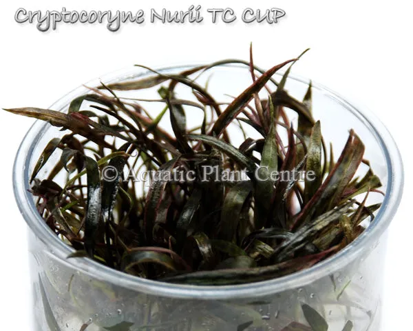 Cryptocoryne nurii TC Cup
