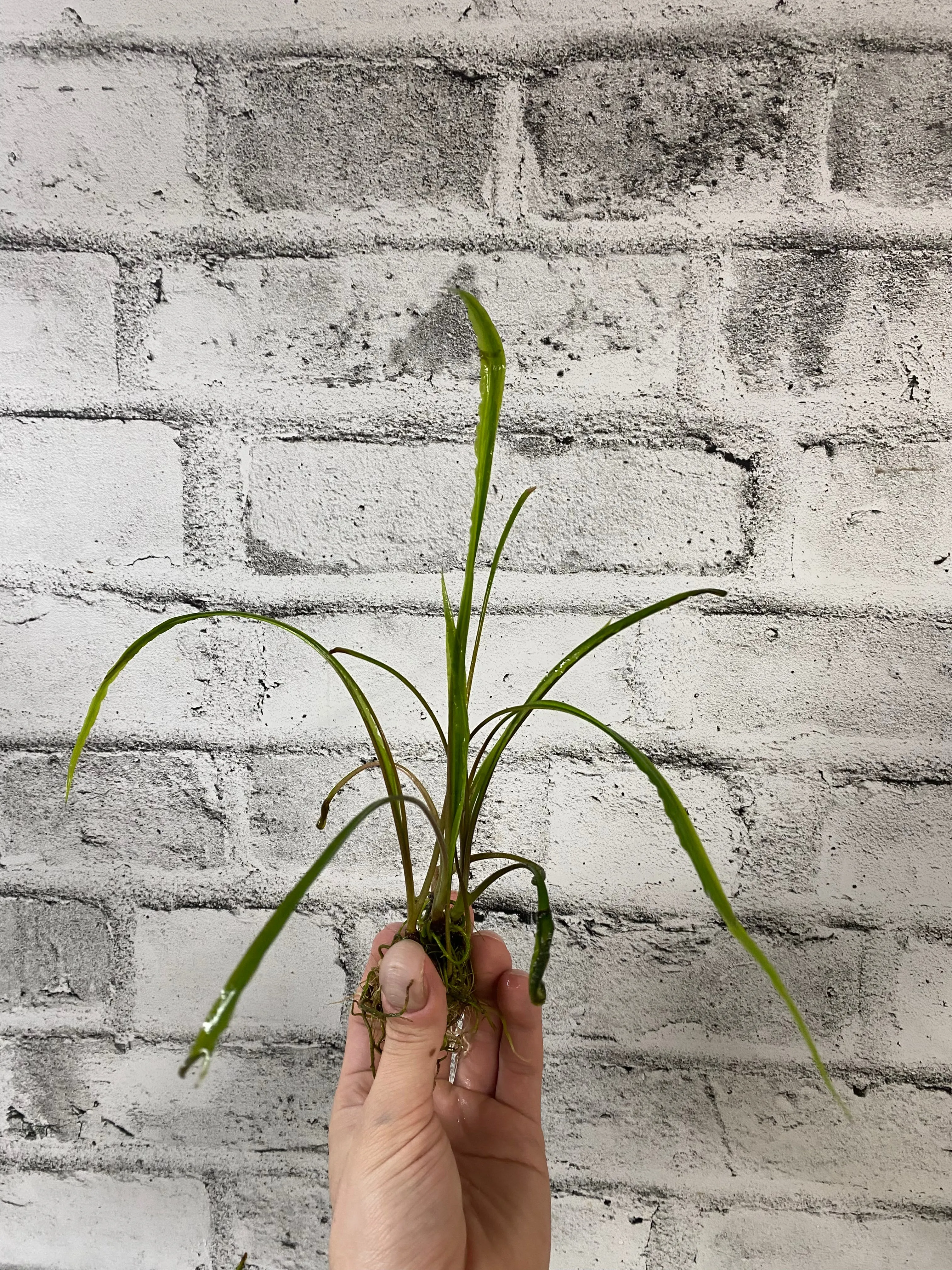 Cryptocoryne spiralis - Potted