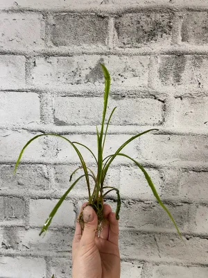 Cryptocoryne spiralis - Potted