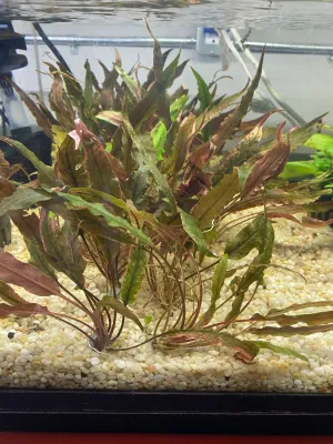 Cryptocoryne undulatus 'Red' (Locally Grown!)