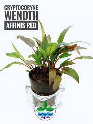 Cryptocoryne wendtii 'Red' (Potted)