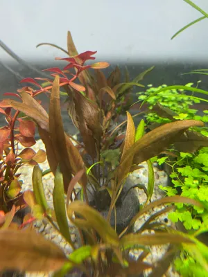 Cryptocoryne wendtii 'Red'