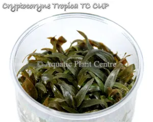 Cryptocoryne wendtii 'Tropica' TC
