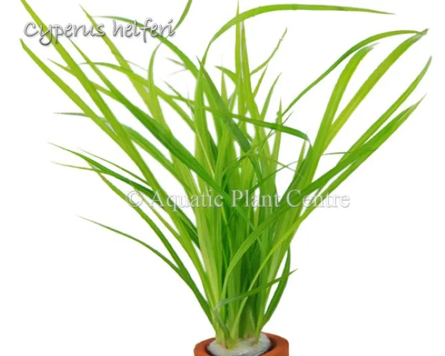 Cyperus helferi