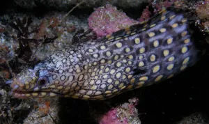 Dragon Eel - Mexican (Muraena lentiginosa)