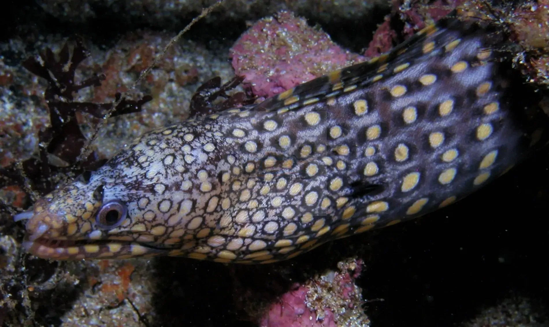 Dragon Eel - Mexican (Muraena lentiginosa)