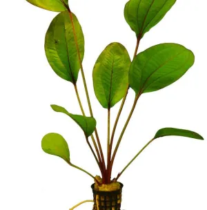 Echinodorus Devil Eye