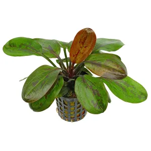 Echinodorus Hadi Red Pearl