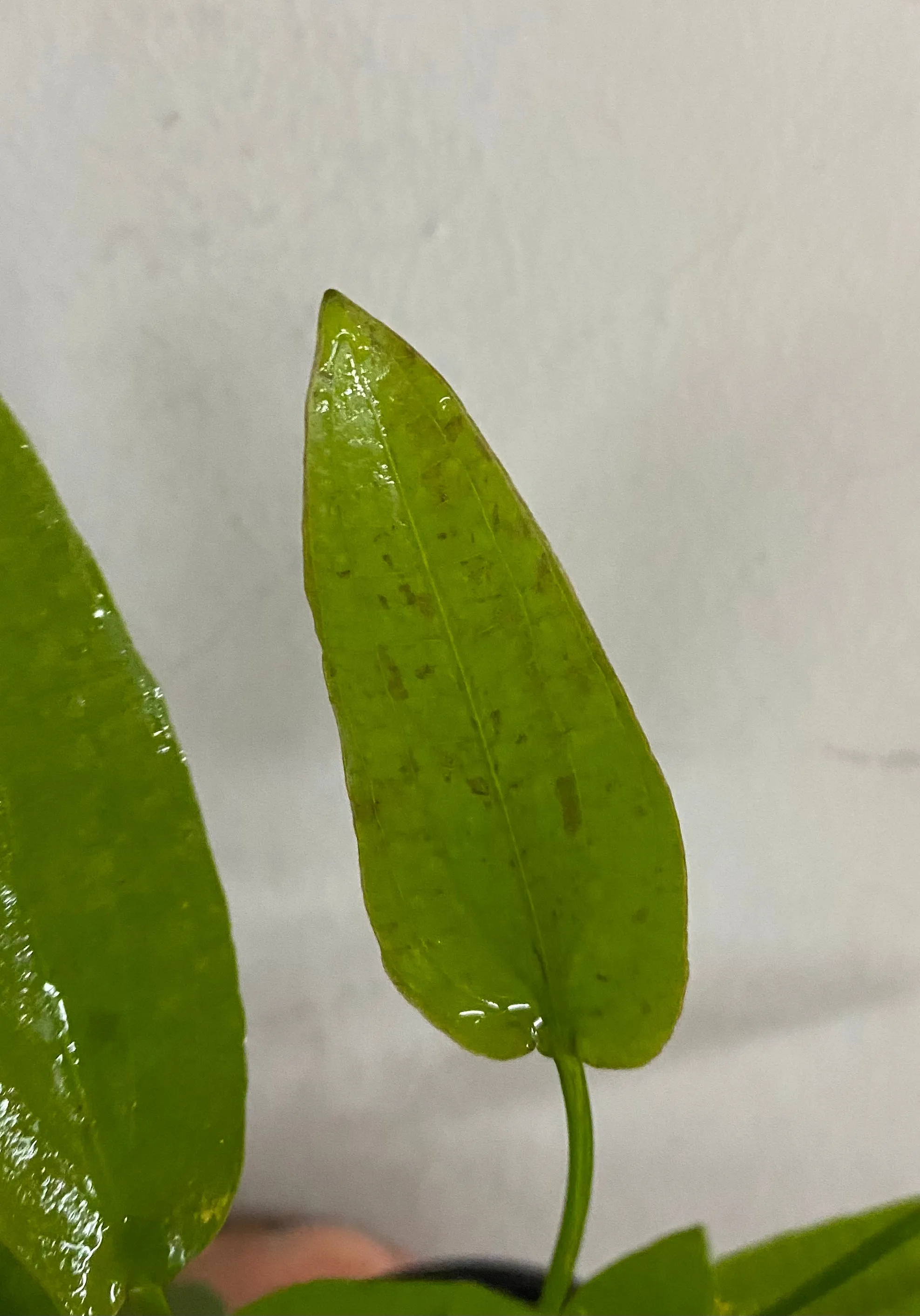 Echinodorus 'Ozelot Narrow Mini'