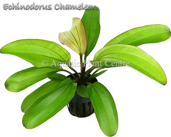 Echinodorus Red Chameleon