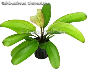 Echinodorus Red Chameleon