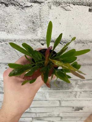 Echinodorus 'Red Devil' - Potted