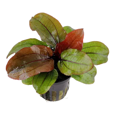 Echinodorus Reni