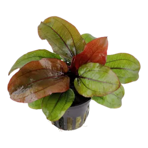Echinodorus Reni