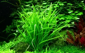 Echinodorus tenellus