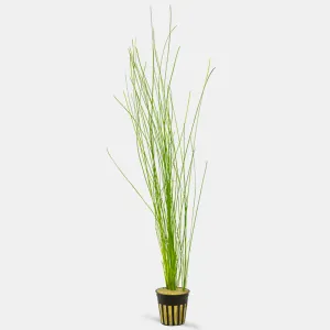 Eleocharis montevidensis (Giant Hair Grass) - Potted