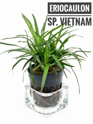 Eriocaulon Vietnam
